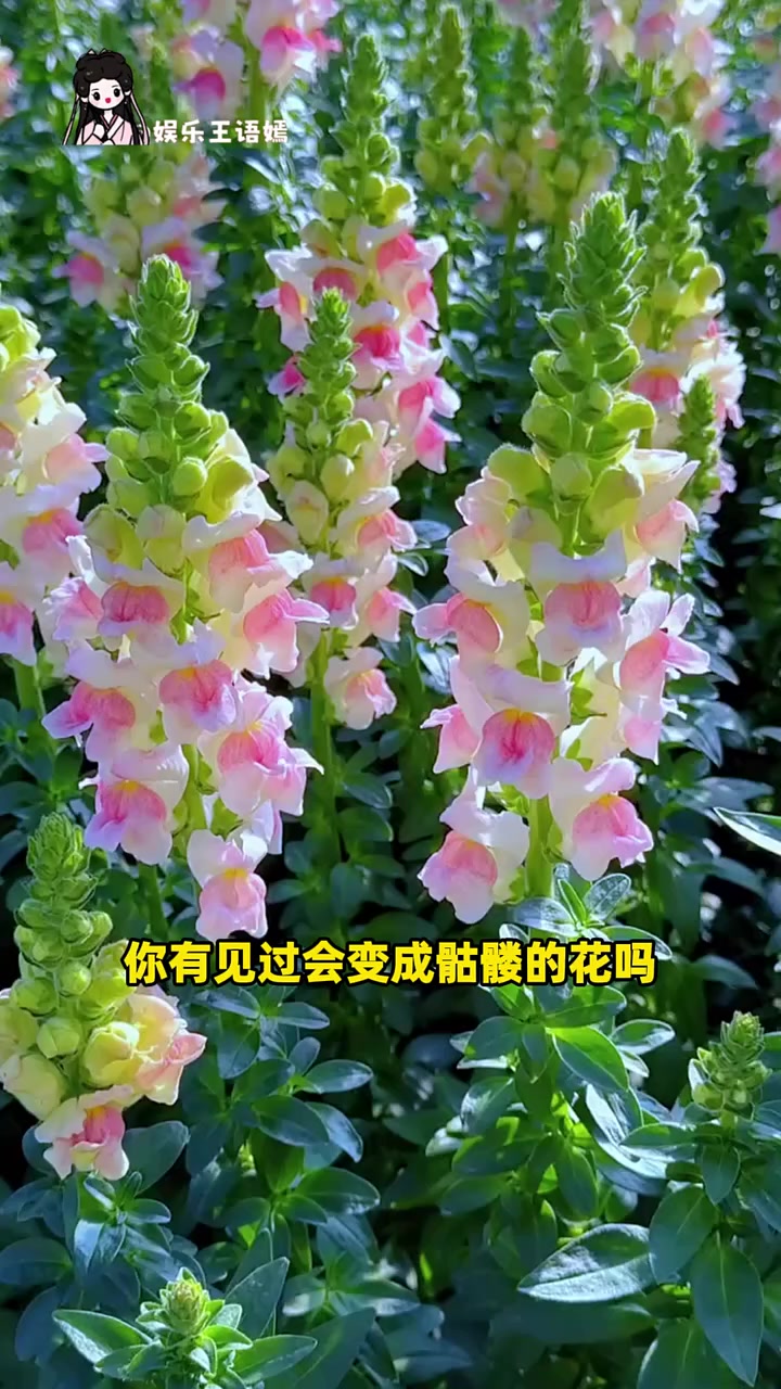 你有见过会变成骷髅的花吗
