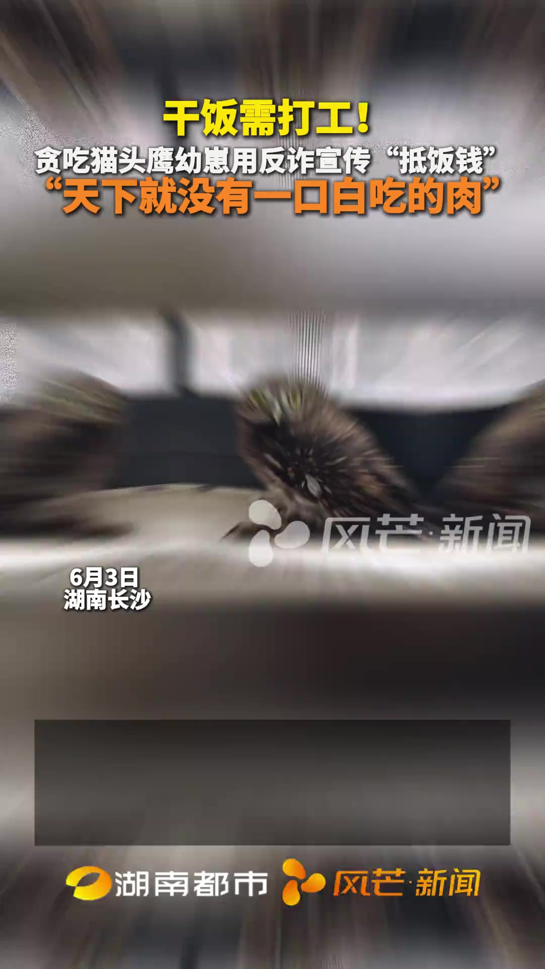 干饭需打工!贪吃猫头鹰幼崽用反诈宣传“抵饭钱”“天下就没有一口白吃的肉”