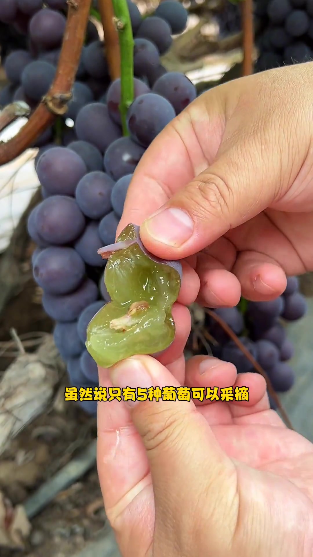 沈阳周边开车半小时,亲子秋游采摘好去处
