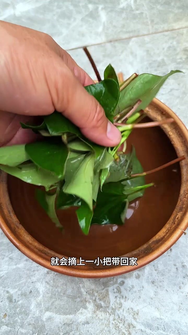 鱼腥草，又名折耳根，你那叫它啥？