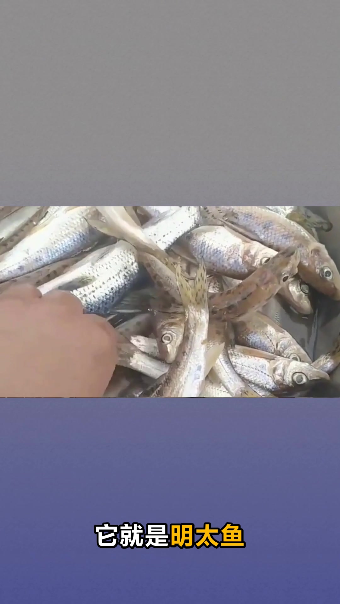 明太鱼的营养价值和神奇功效