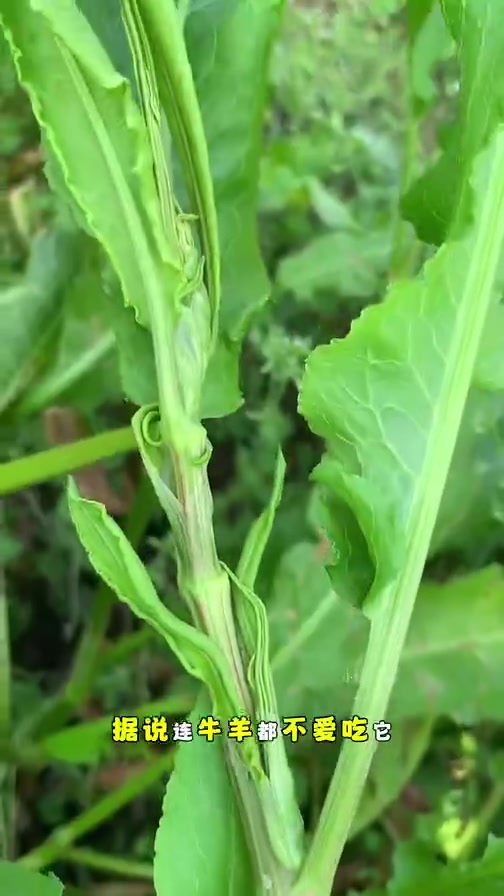 老一辈人用金子都不换的野菜,土大黄,也叫野菠菜、牛大黄、金不