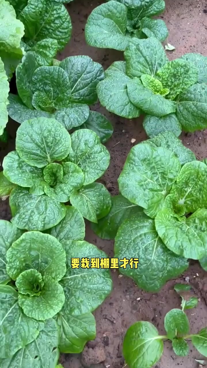 黄心菜怎么育苗出苗快