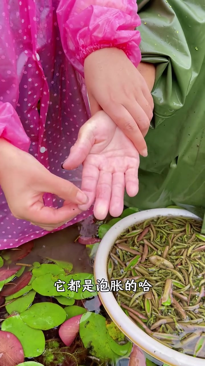 采莼菜真的是风雨无阻，因为不采就长老了