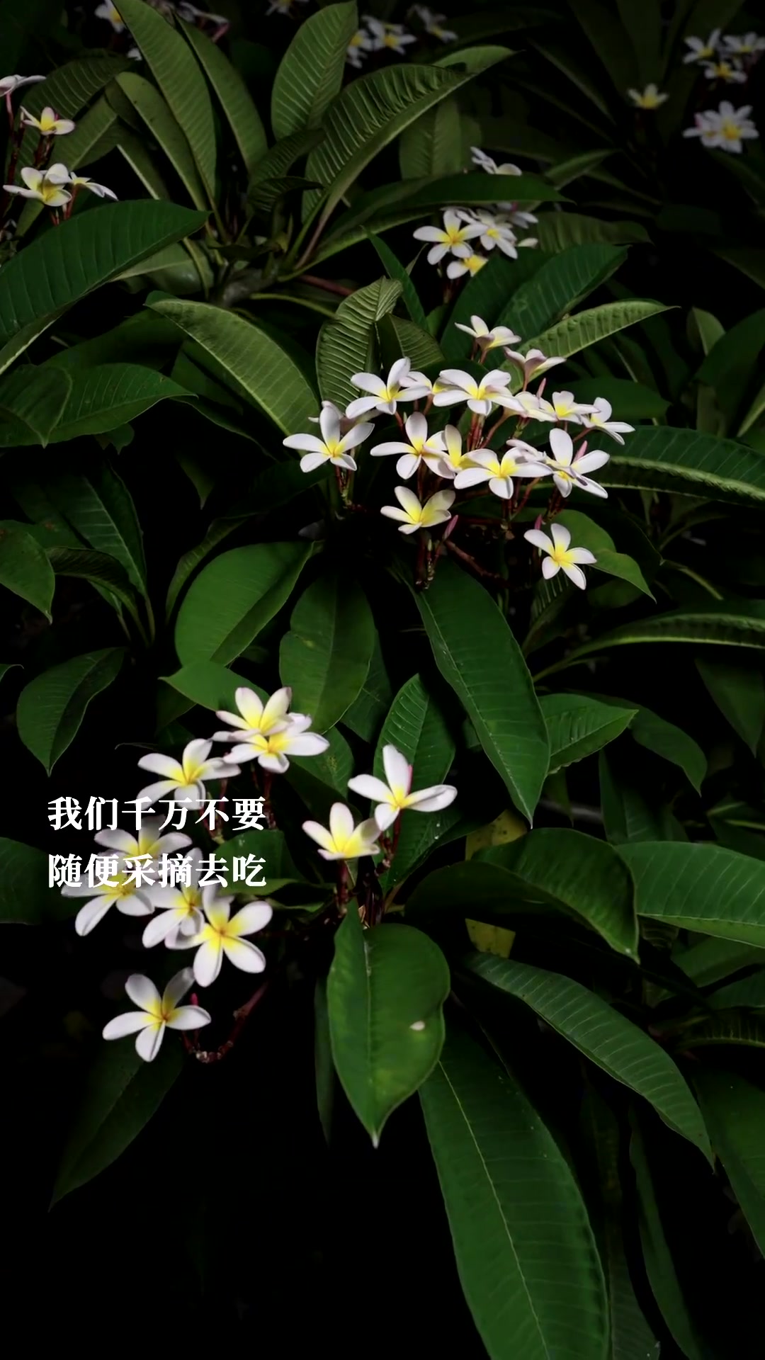 鸡蛋花全身有毒,但是很多人吃,不要乱吃