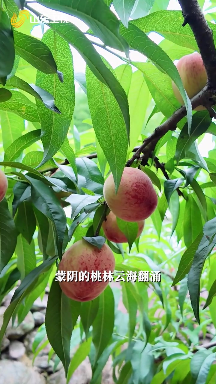 在临沂赴一场与麦田金色之约 临沂用“科技犁笔”,在万亩土地上书写着新时代的“粮安奇迹”!农