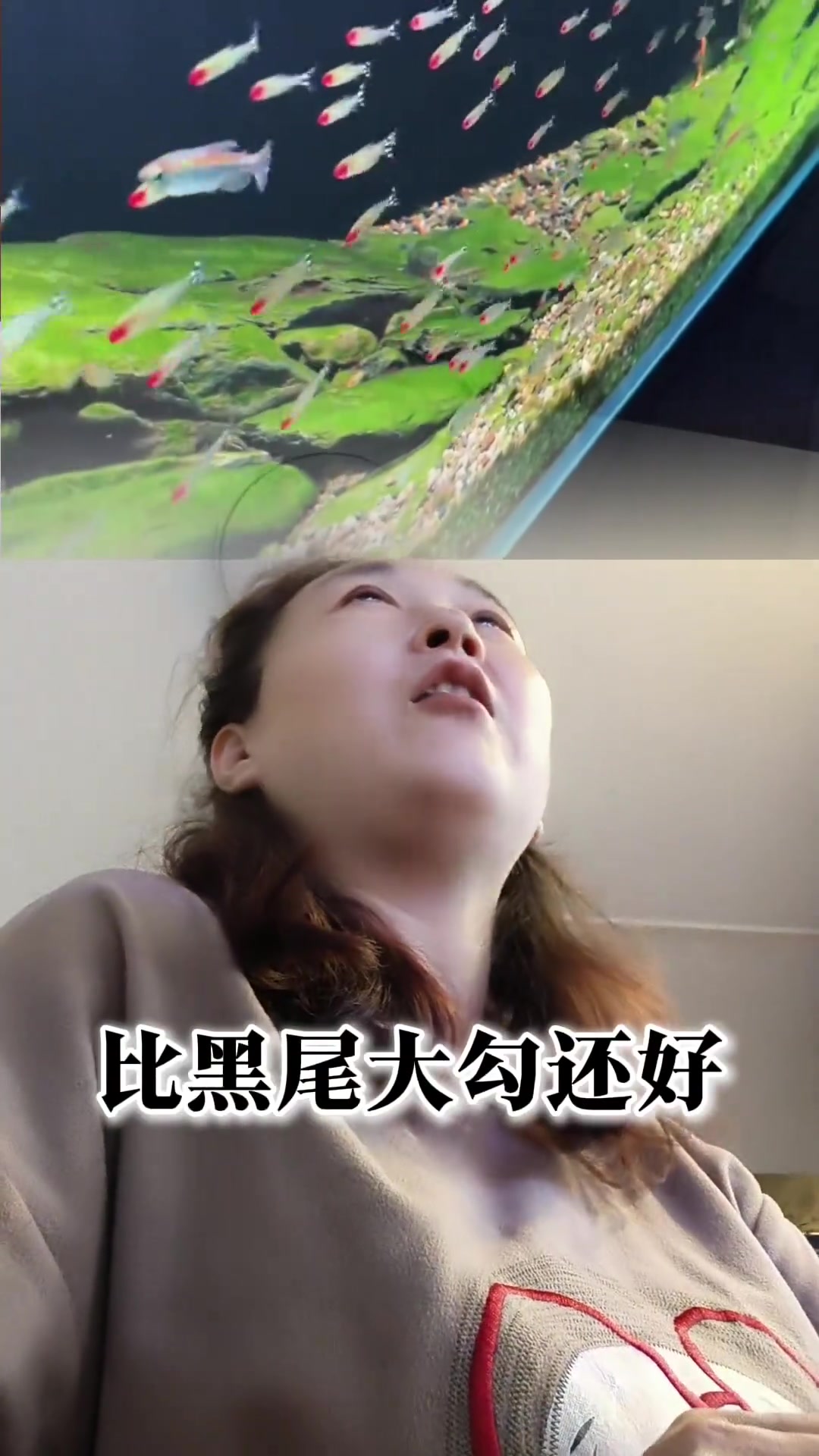 开缸养啥灯科鱼?这些品种好看又好养,价格还实惠!