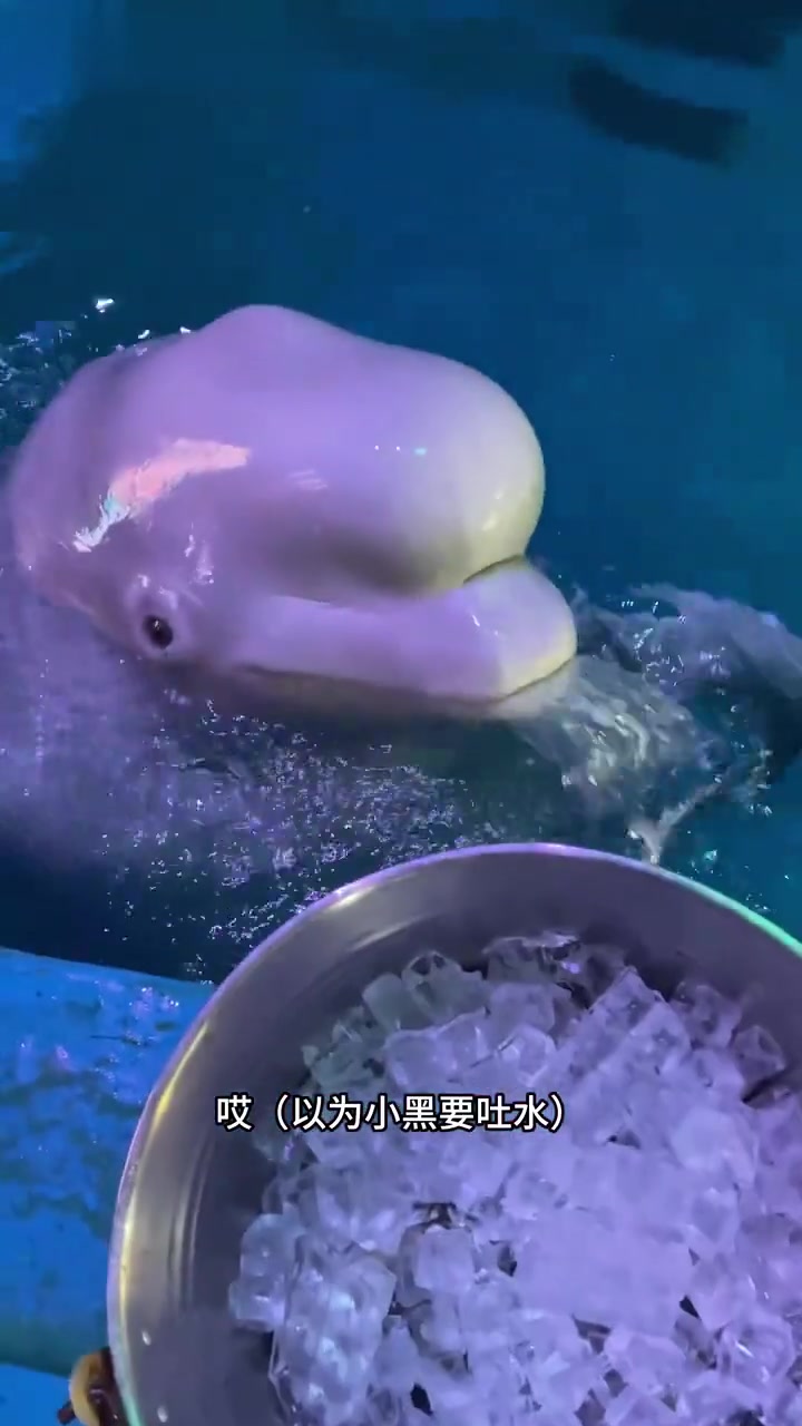 小黑大白吃鱼趣事有鱼有鱼太逗了