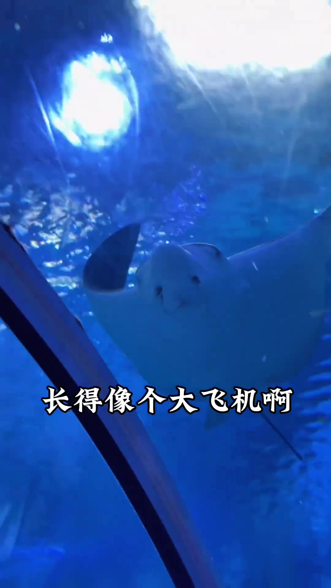 厦门海底世界有中国最大、透明且能睡5年的鱼？神奇！