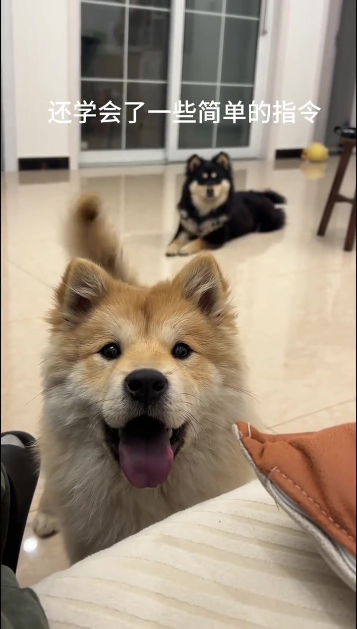 新狗狗到家啦！终于和大家见面了，和我一起见证小泡芙的成长吧！