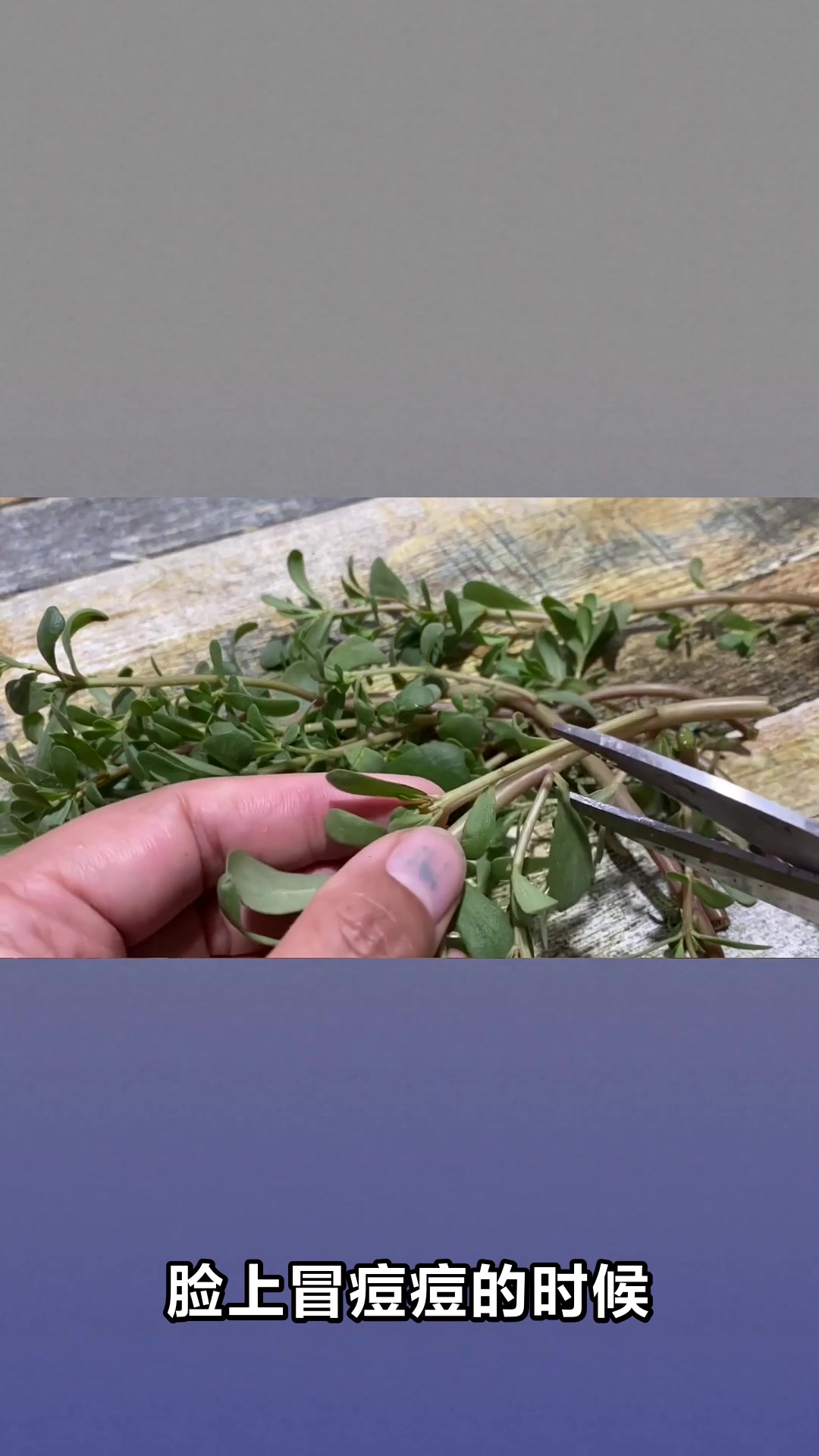 马齿苋生姜煮水竟有这些神奇功效
