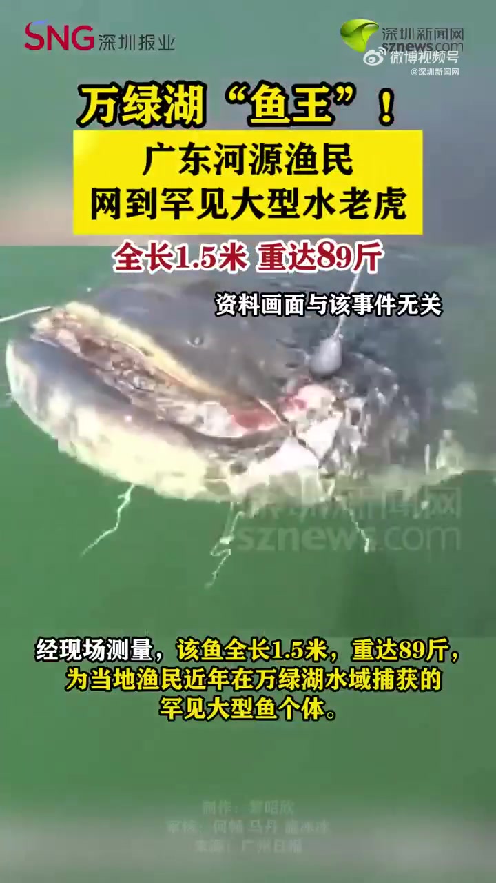 「万绿湖“鱼王”!广东渔民捕到89斤大型水老虎」据河源万绿湖东源县渔民何叔介绍,9月9日上
