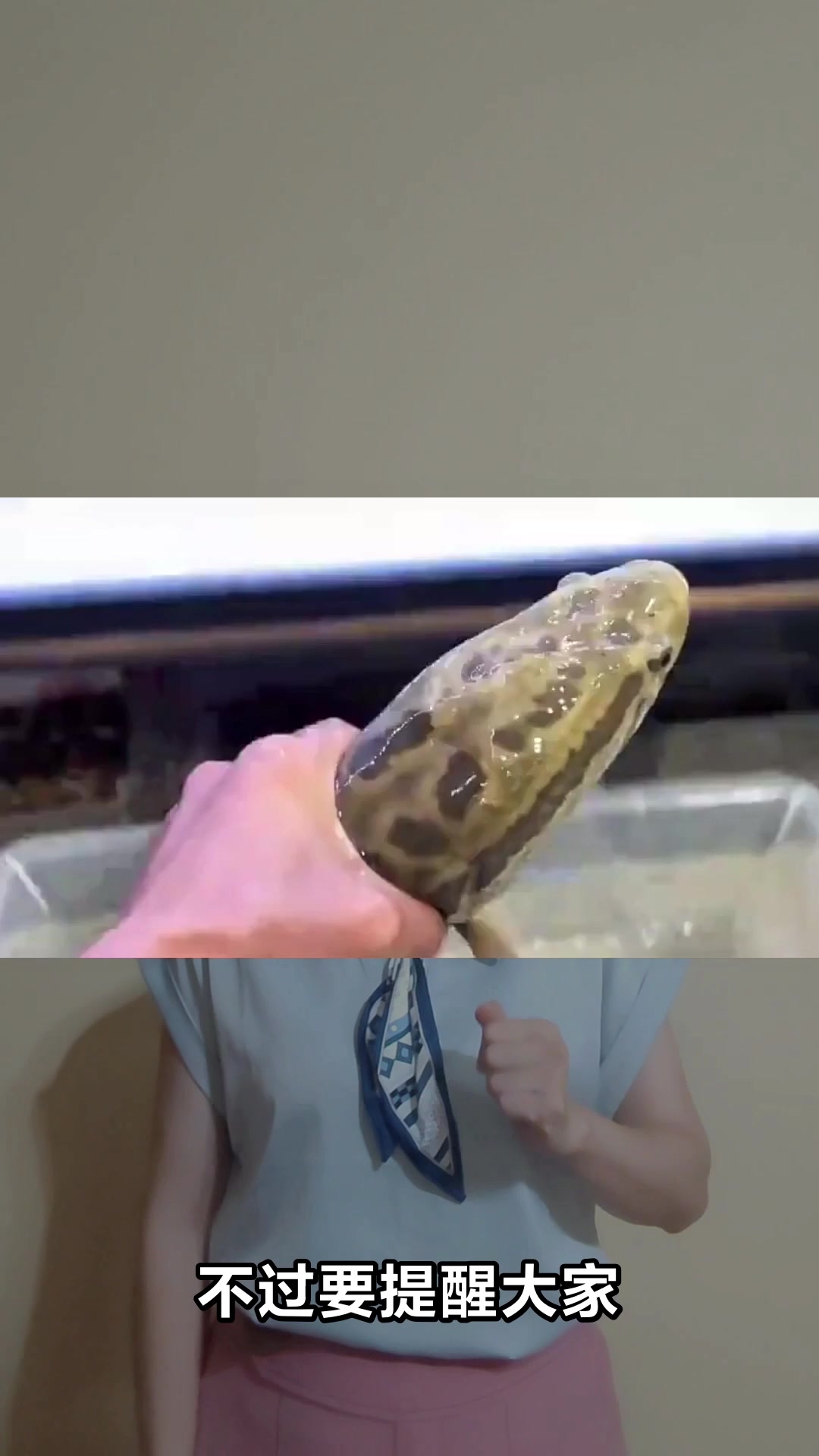 黑鱼的神奇功效你知道吗