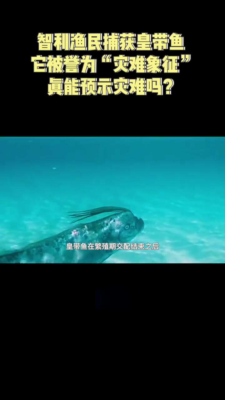 智利渔民捕获皇带鱼，它被誉为“灾难象征”，真能预示灾难吗？