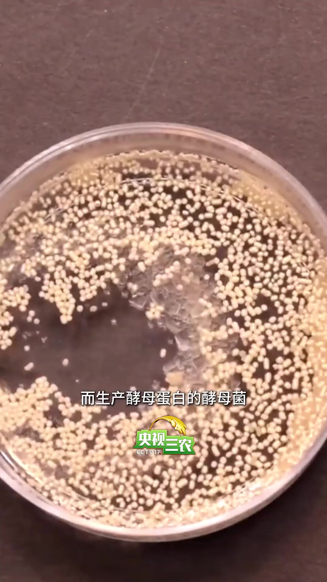 酵母蛋白是什么?能帮人类遨游太空?