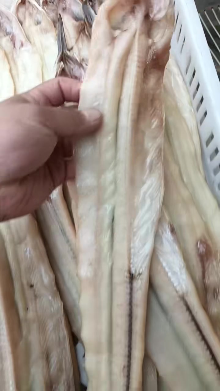 新晒好的本地油鳗鱼干,强的厉害