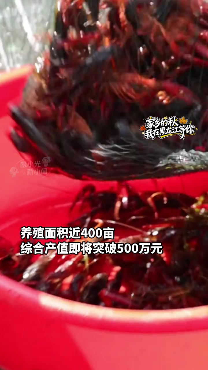 9月10日黑河爱辉,400亩养殖面积,1000万尾小龙虾,鳌钳比南方小龙虾钳子还大,黑河爱
