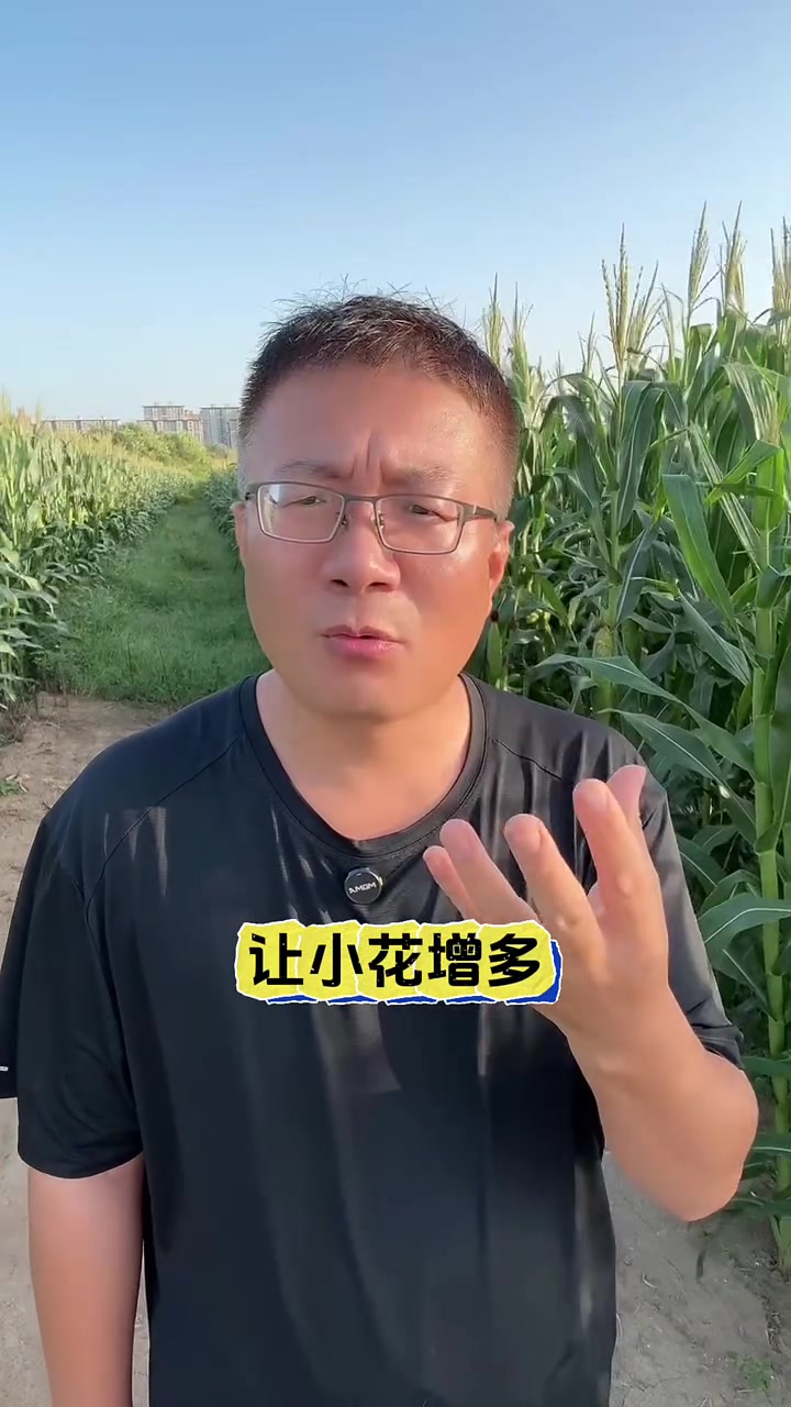 小麦油菜花生用硼产量高，硼肥正确用法用量！