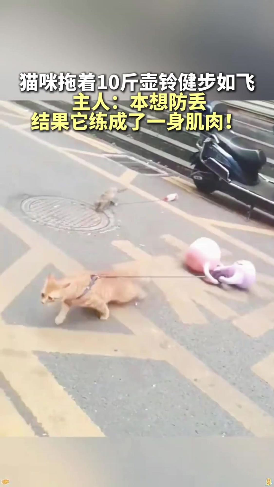 这猫怕是成精了吧!猫咪拖着10多斤壶铃逆天健步如飞!主人:本想防丢,结果它练成了一身肌肉!