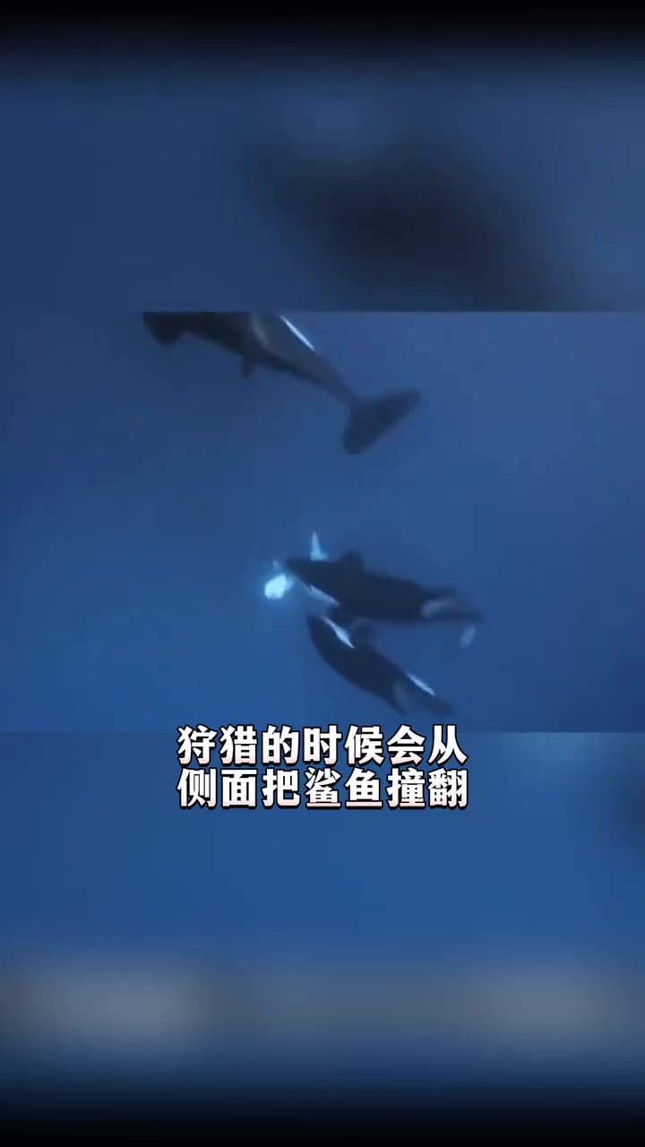 把鲨鱼肚子翻过来会怎么样?