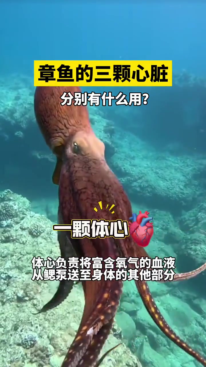 章鱼的三颗心脏分别有什么用?