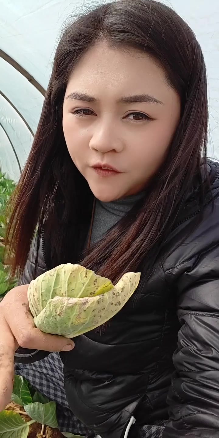 甘蓝霜霉病爆发，不分大小，提前预防，严重一定要给够量