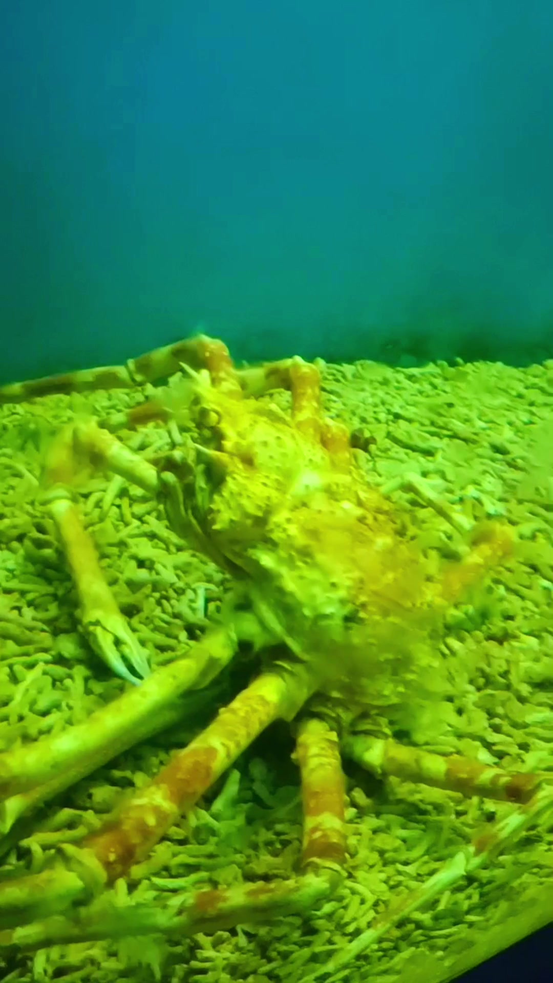 泰安双胞胎家游览青岛五四广场 海底世界看到海洋生物惊奇高兴