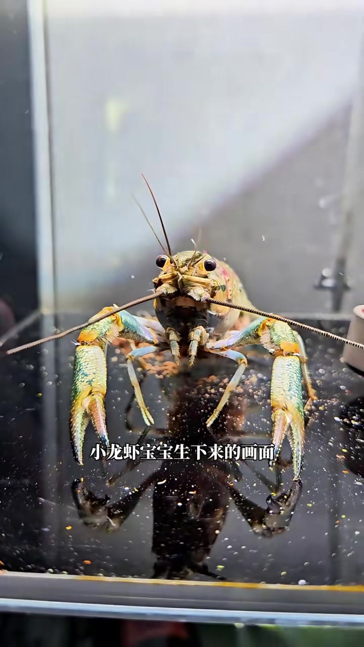 澳洲龙虾果然在我这泛滥了，生了生了终于生了，但是龙虾宝宝这种出生方式真的没想到