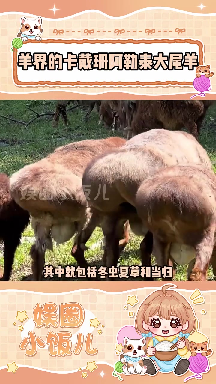 羊界的卡戴珊,行走的羊肉串—阿勒泰大尾羊