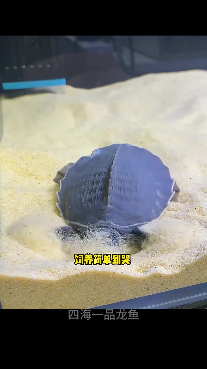 猪鼻龟 独一无二的猪猪鼻 水族 观赏鱼