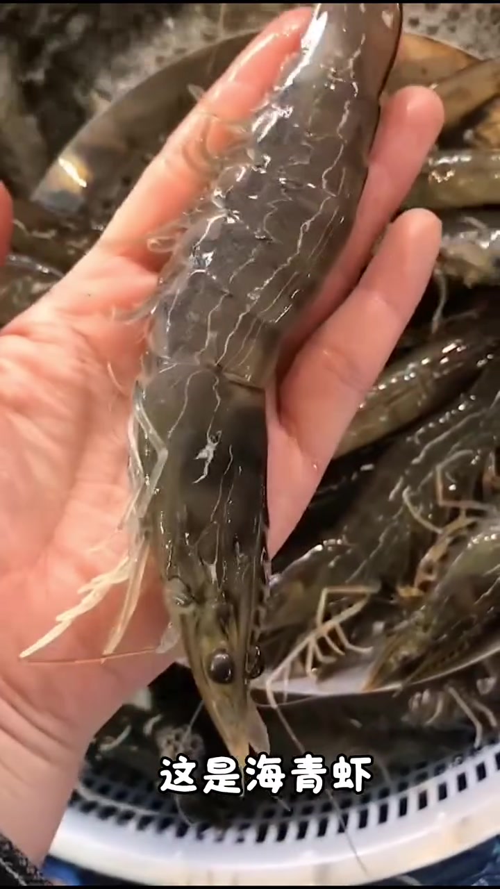 分享20种河虾与海虾科普,看看你认识几种?