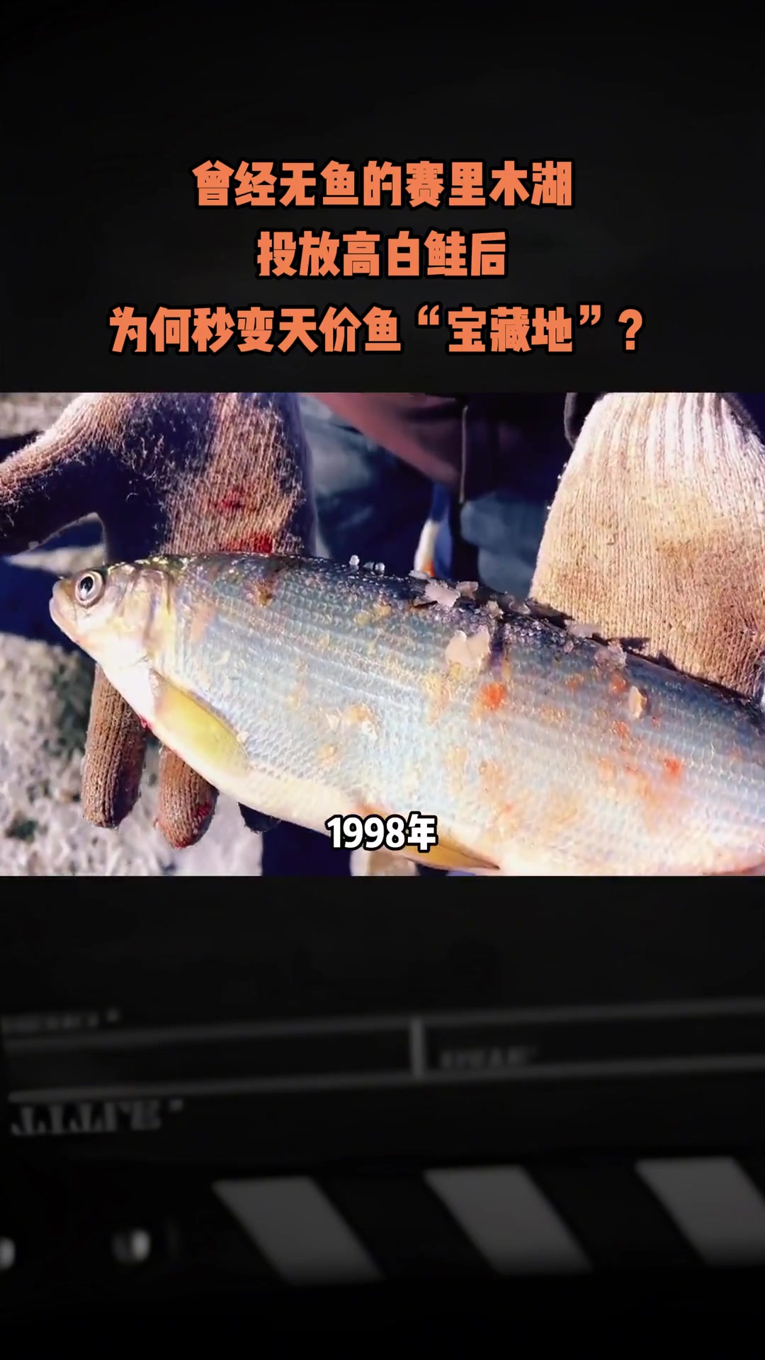 曾无鱼的赛里木湖,投高白鲑后为何成天价鱼‘宝藏地’?