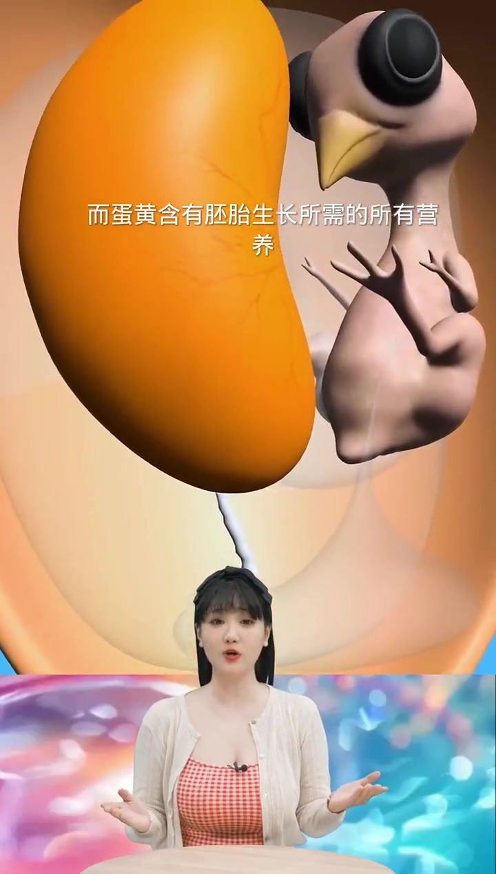 鸡蛋受精卵躺在蛋黄旁边