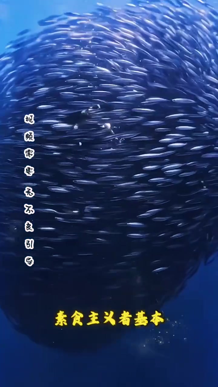 海里游泳危险多!素食小鱼也可能引鲨鱼来袭!
