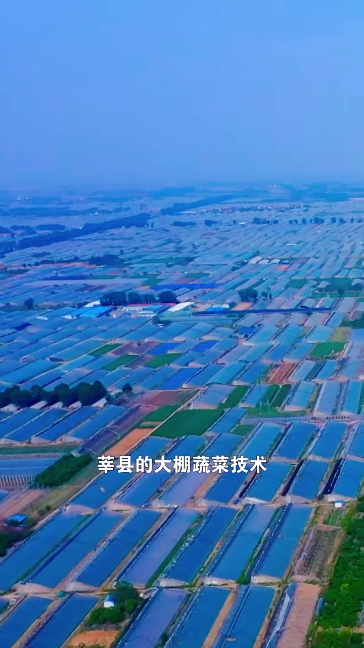 莘县县长张云生:莘县是“中国蔬菜第一县”