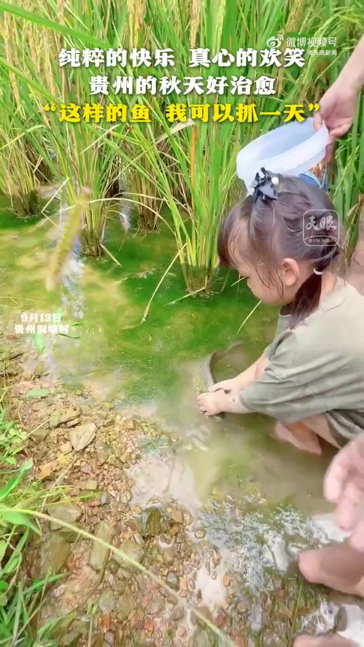9月13日，贵州，小朋友在稻田里抓稻花鱼。纯粹的快乐，真心的欢笑，治愈感爆棚。网友：“这样