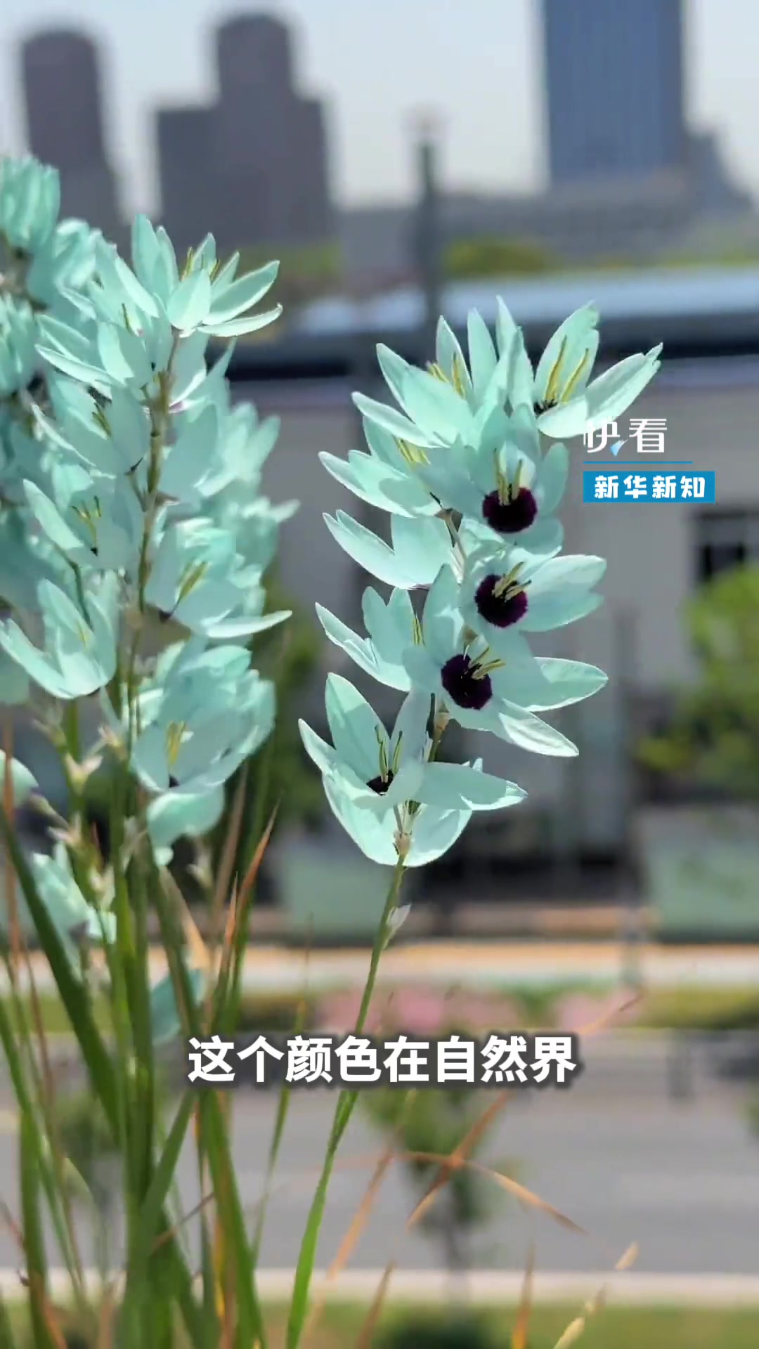第一次见如此梦幻的花朵,名字叫绿松石鸢尾花,愿见者欢喜,幸运常伴!