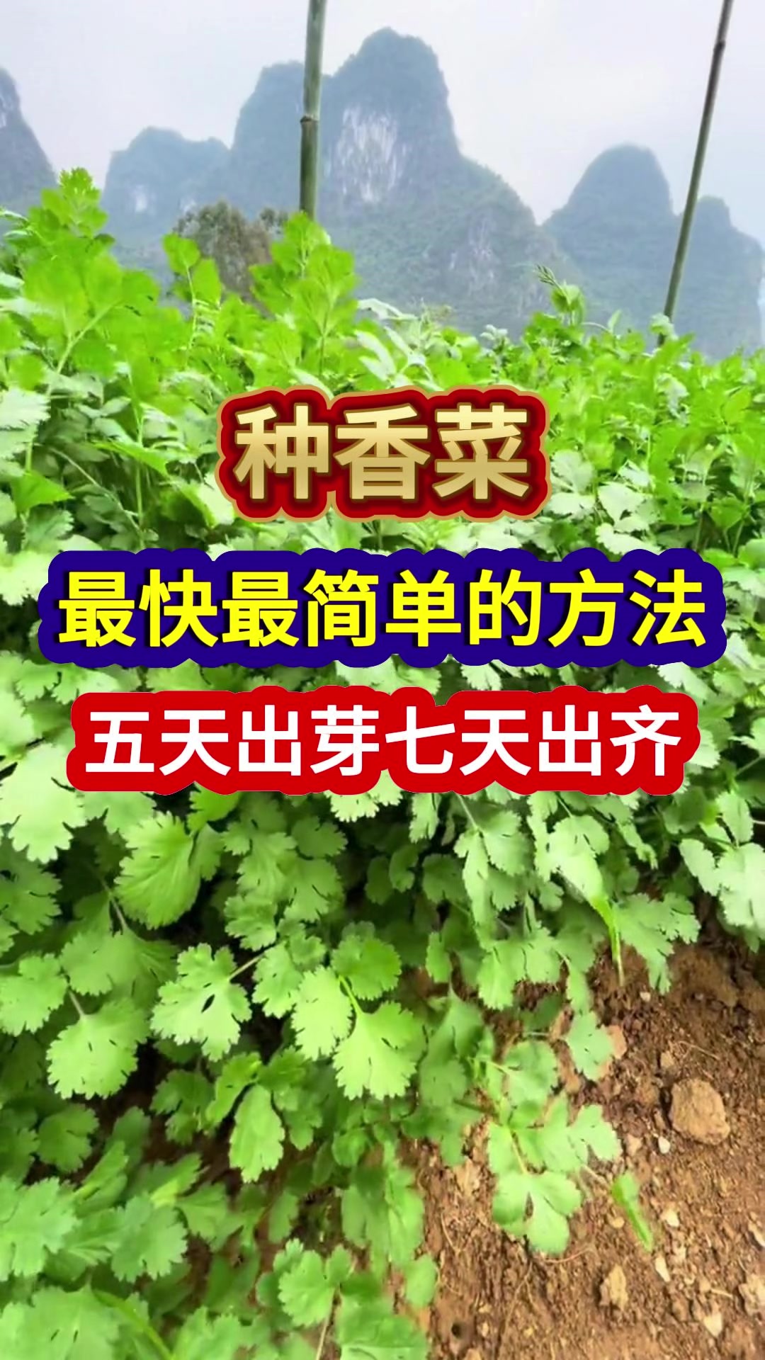 种香菜最快最简单的方法五天出芽七天出齐