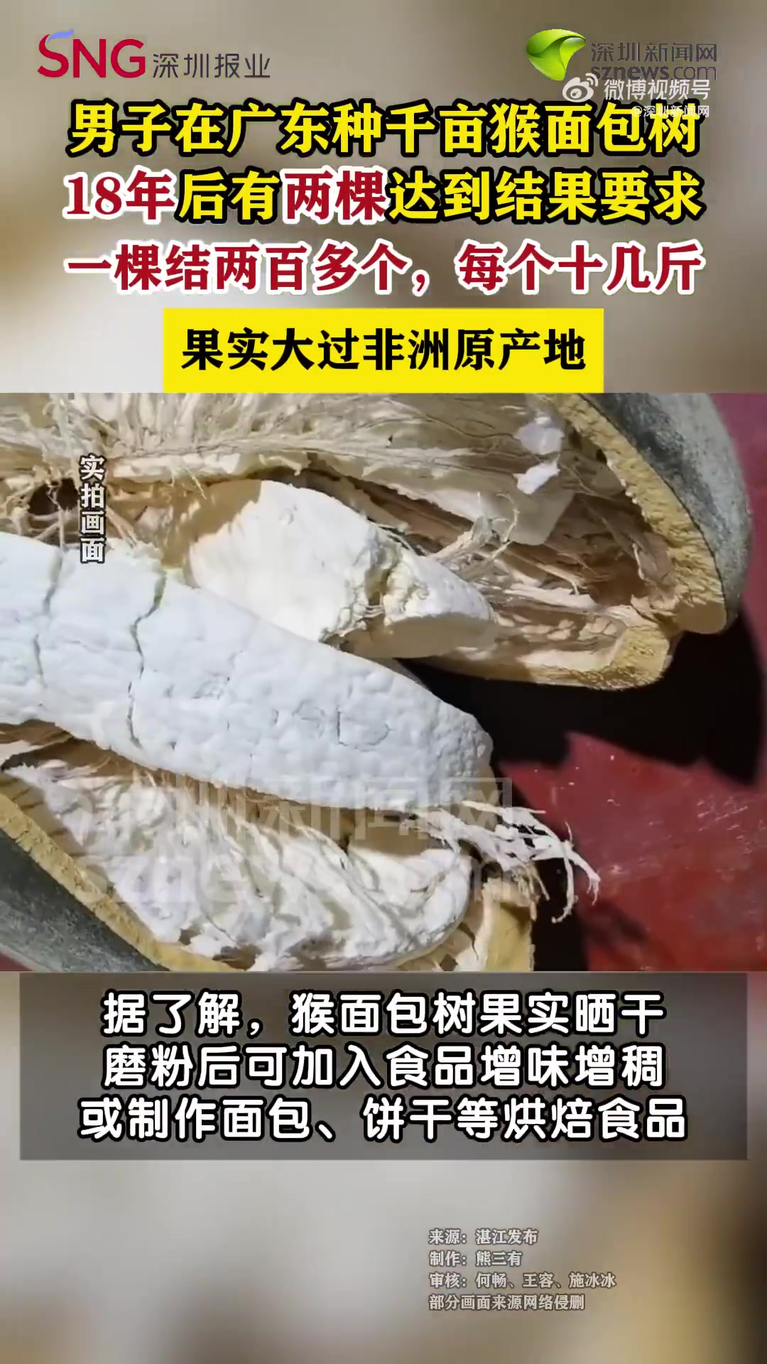18年前,广东湛江合作社负责人林荣振从马达加斯加引进猴面包树,在麻章区种植约1000亩,目