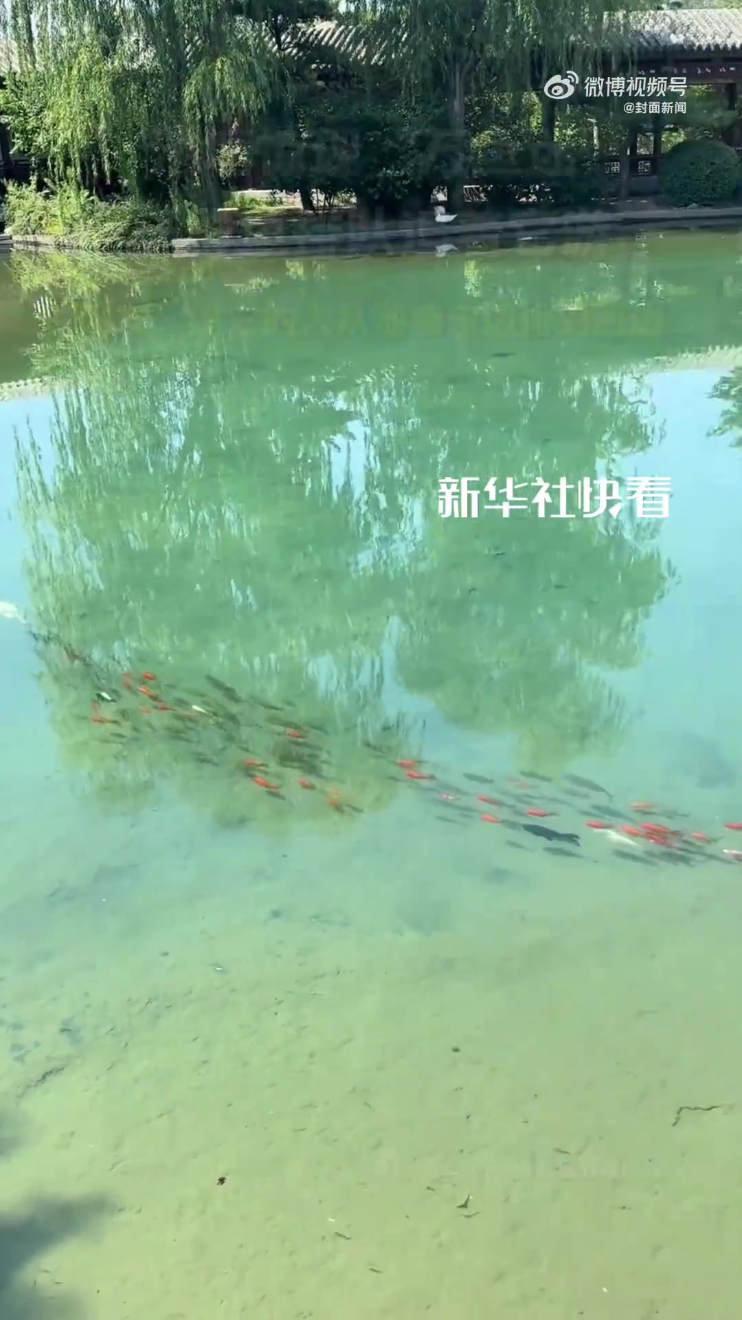 「“万鱼迷”!一群鱼排队追着一条鱼」池塘惊现“万鱼迷”,网友:追它的鱼从池塘东边排到西边↓