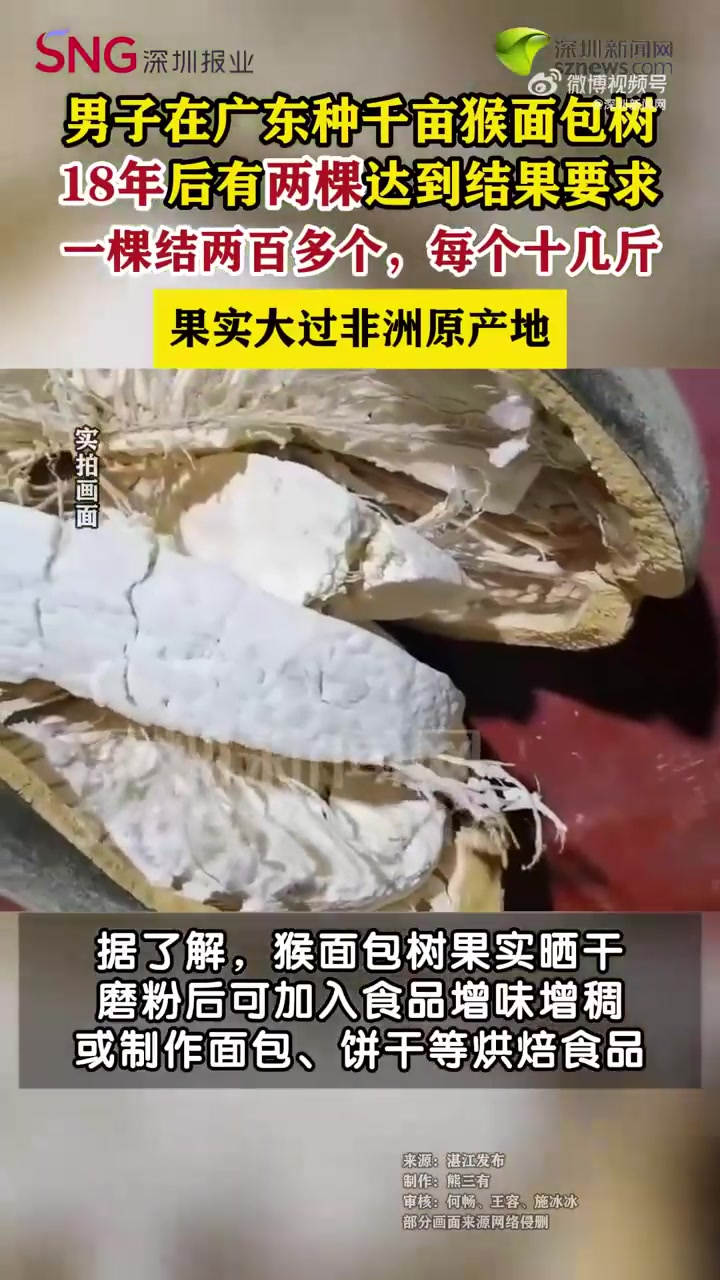 广东人种的猴面包树果实比非洲还大