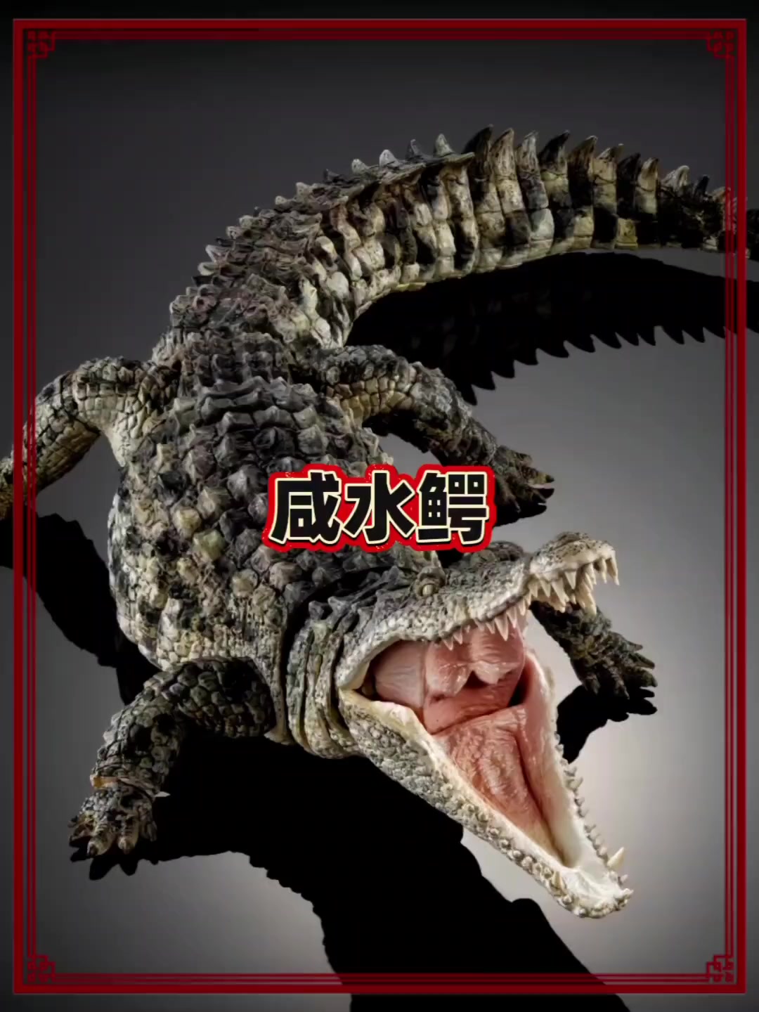 现存最大的鳄鱼——咸水鳄