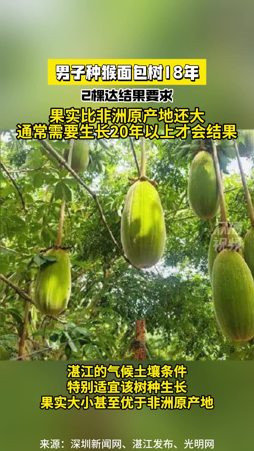 男子种猴面包树18年 2棵达结果要求 果实比非洲原产地还大