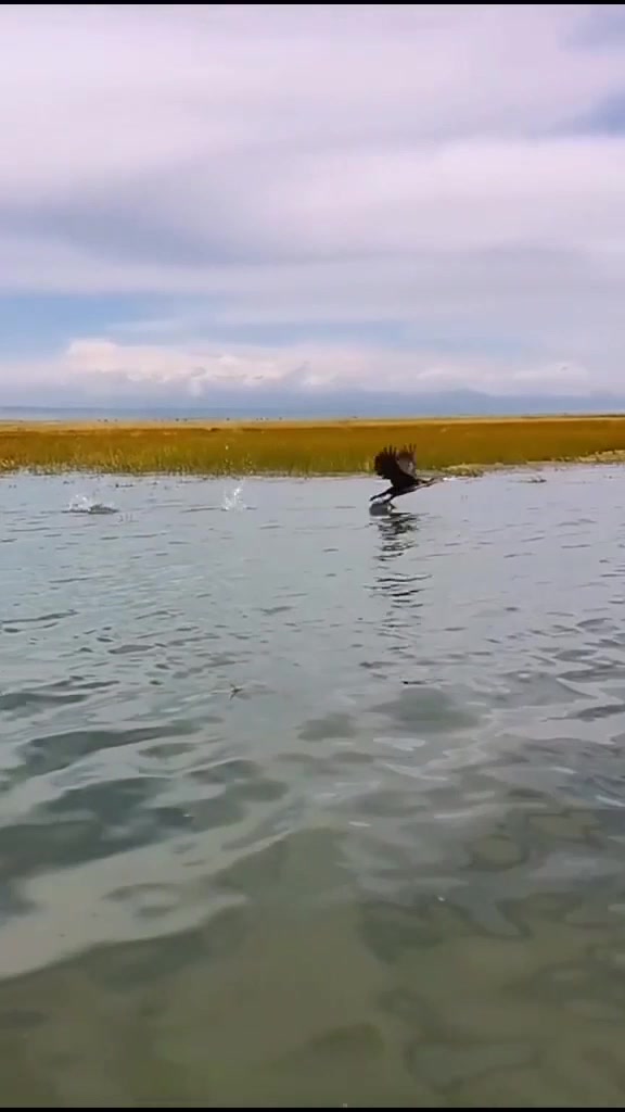 秋季旅行,深水有鱼衔得出,猜猜什么鸟,旅游推荐