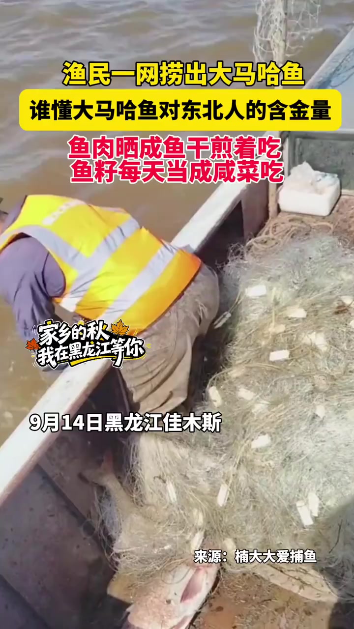 9月14日黑龙江佳木斯,渔民一网捞出大马哈鱼,谁懂大马哈鱼对东北人的含金量,鱼肉晒成鱼干煎