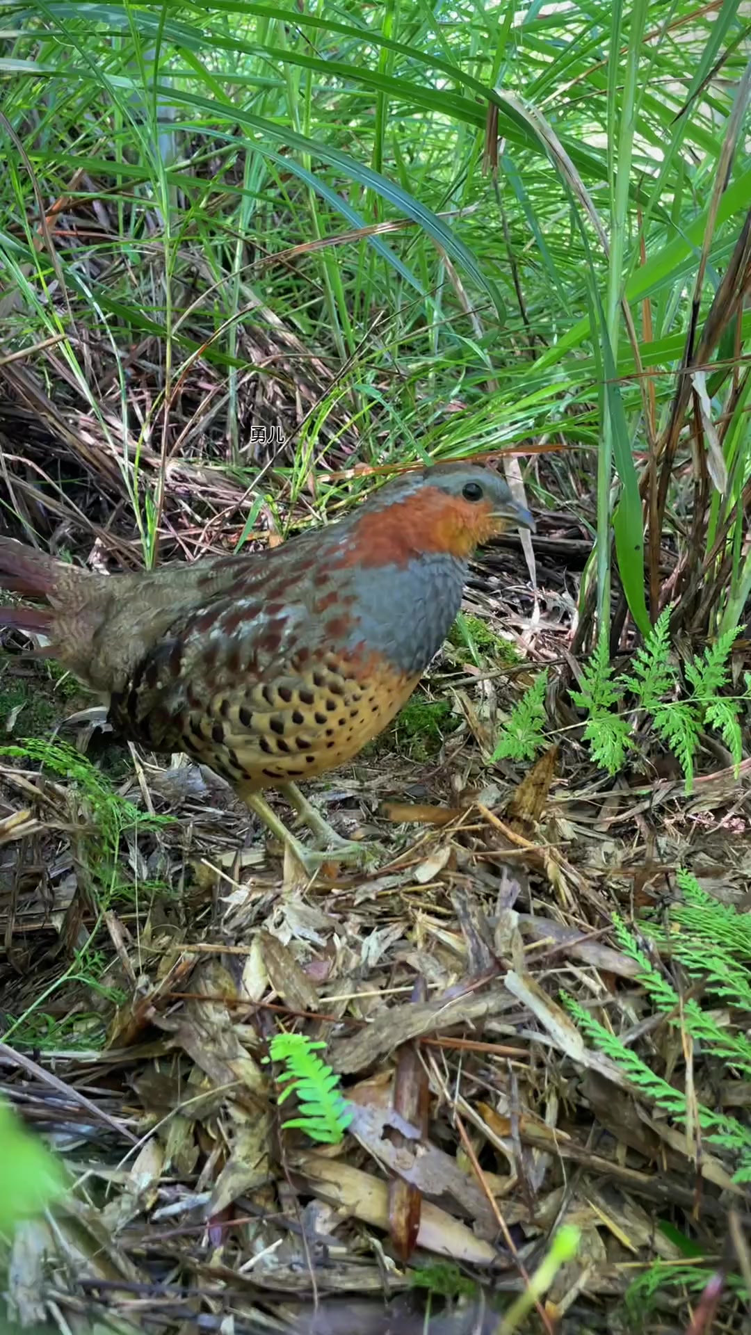 竹鸡公大叫啊哈哈