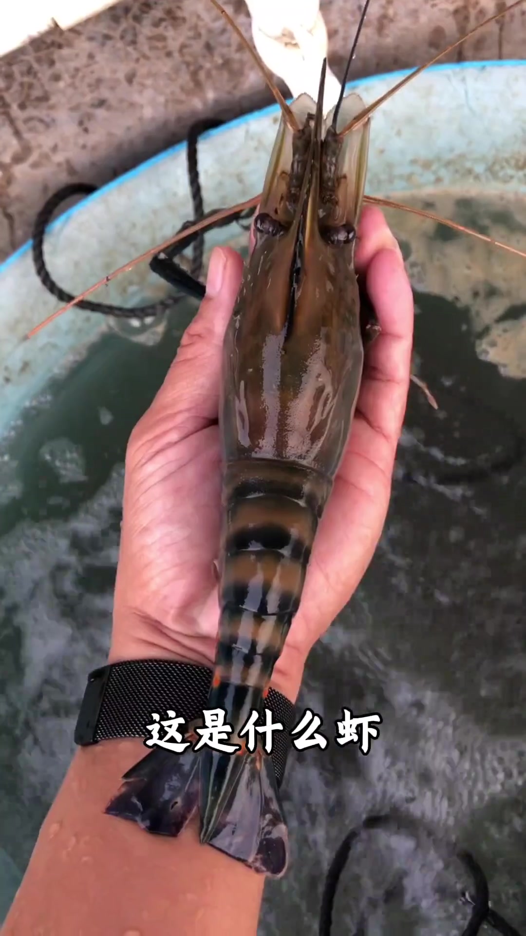 科普虾的种类，看看你认识几种！
