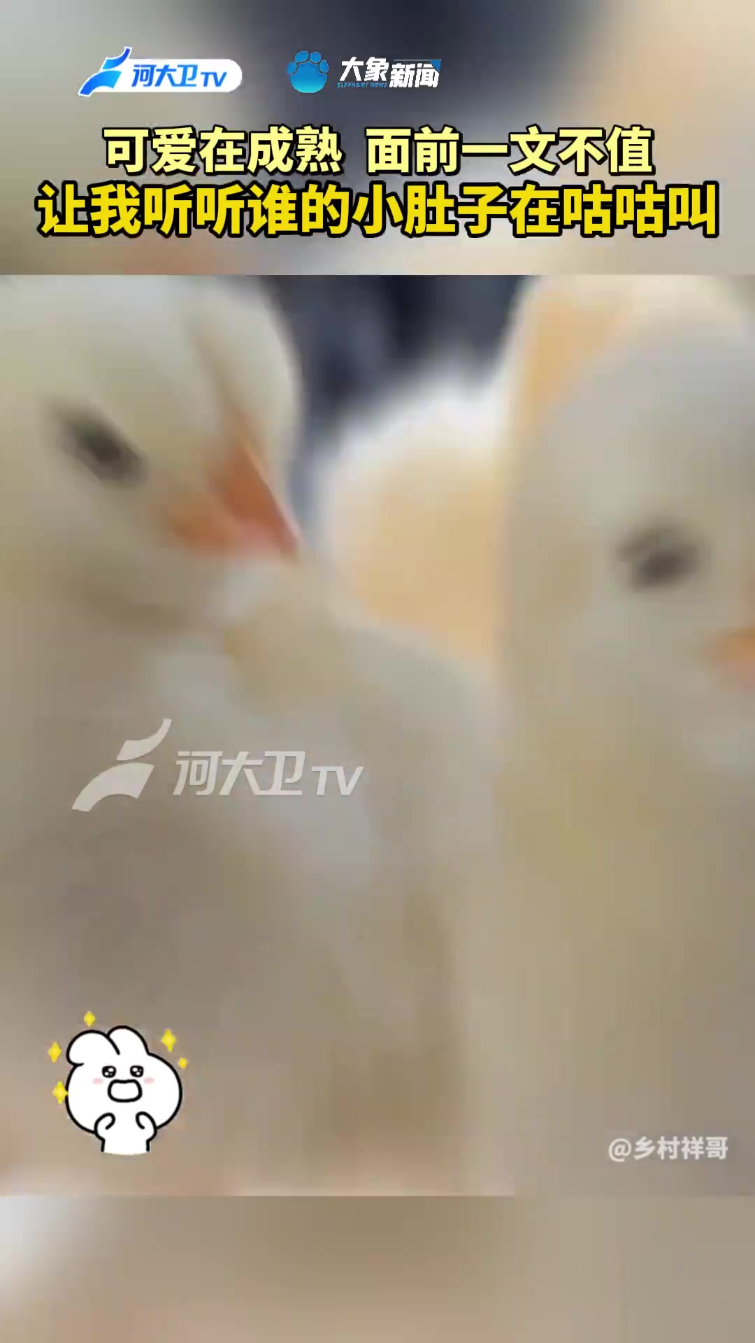 可爱在成熟面前一文不值 叩叩叩,河大卫叫你起床吃夜宵啦