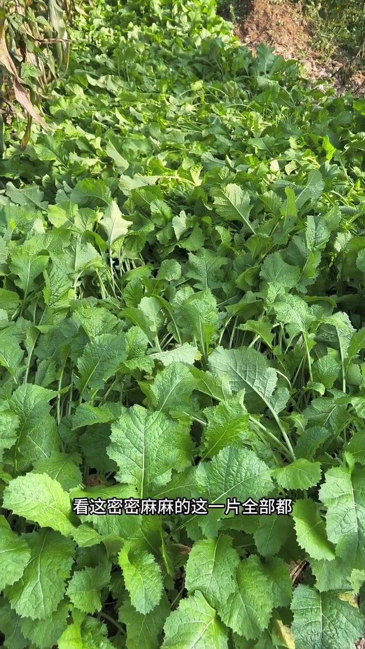 山西每个地方冬天都会腌酸菜吗?你们当地都是用什么菜腌的?