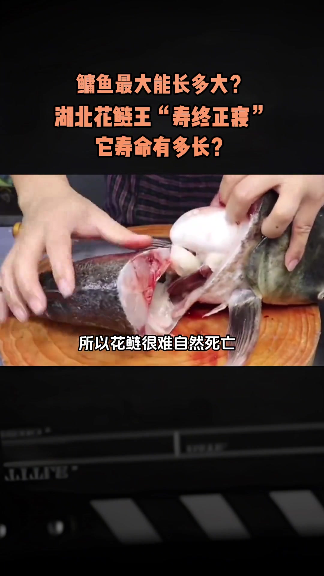 鳙鱼最大能长多大?湖北花鲢王“寿终正寝”,它寿命有多长?